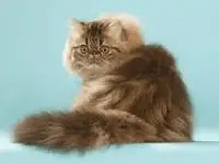 choose a persan cat breed