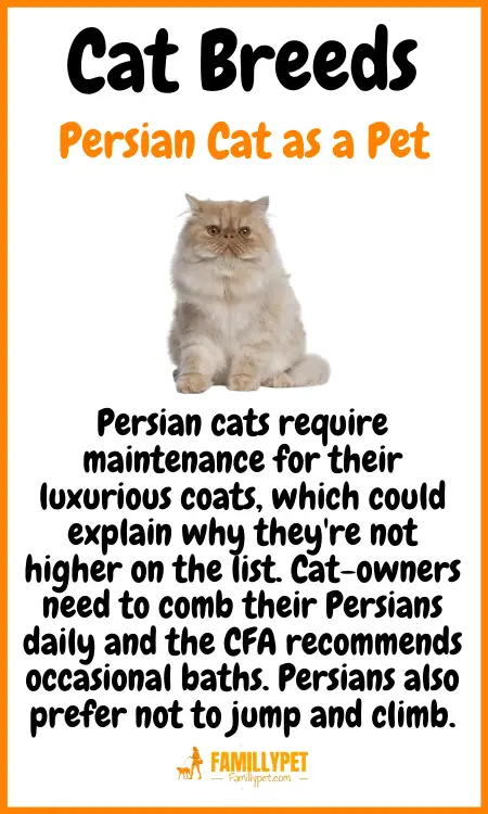 persian cat famillypet