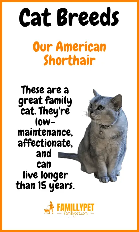 pick an us Shorthair cat