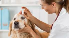 how to take care of a senior dog eyes