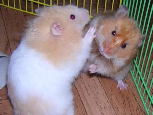 how to get and take care of a hamster 