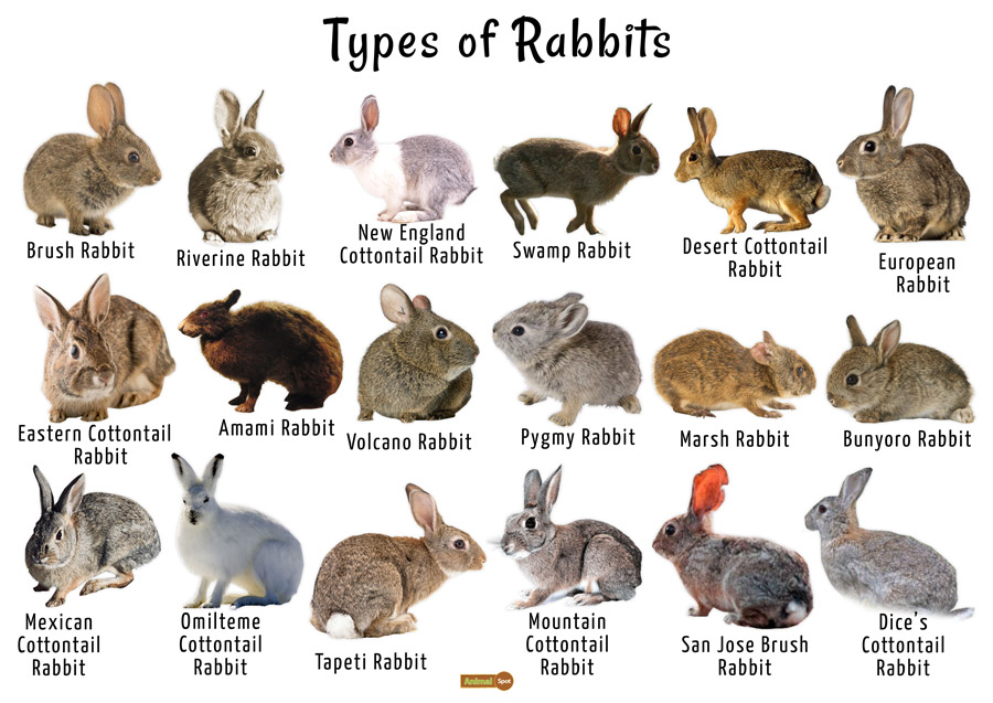 rubbit breed choice