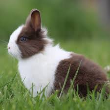 does angora rabbit live