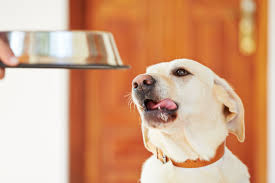 what you need to know before preparing your dog's food yourself