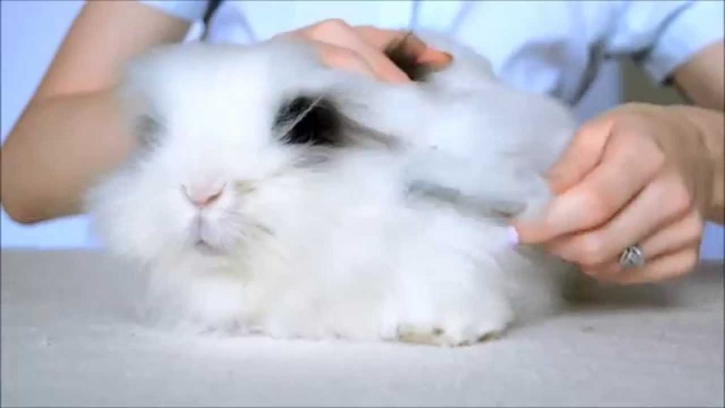 how to brush properly an angora rabbit