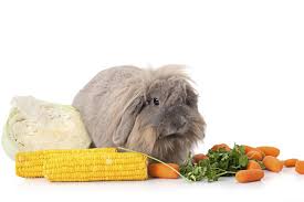 angora bunnies eat veggies too