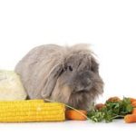 all what you need to know about bunnies food