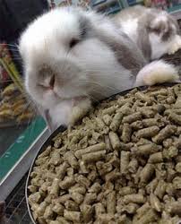 safe angora rabbit food