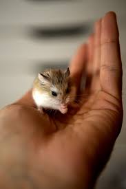 Roborovski Dwarf hamster