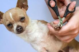 How to trime dogs and cats nails ?