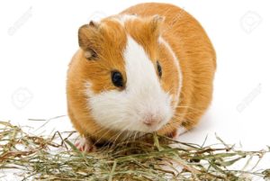 Food that Guinea pig should eat every day