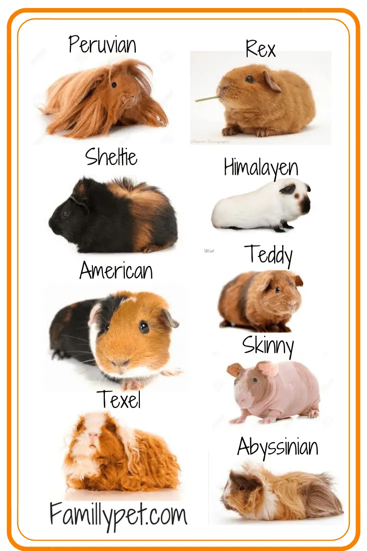Guinea pig most common and popular breeds