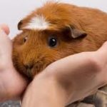 when could you pick-up your Guinea Pig ?