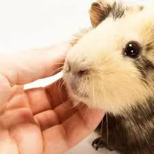 what to do with a Guinea Pig the first days ?