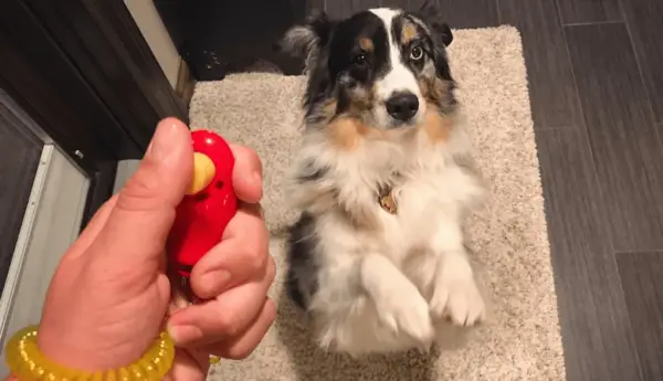 how do dog clicker training work ?