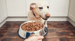 what to do to make my dog eat dry food and kibble again ?