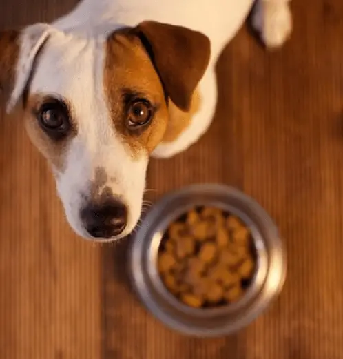 how to get my dog to eat dry food