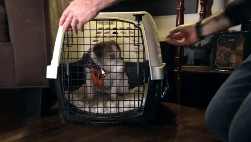 crate training a puppy