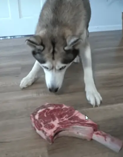 boiled meat or raw meat for my dog ?