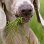what to do if my dog eats grass ?