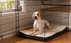 new puppy crate training guide