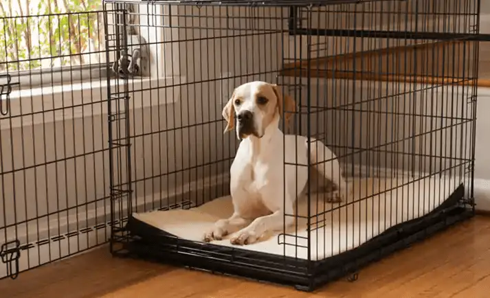 crate training a new puppy