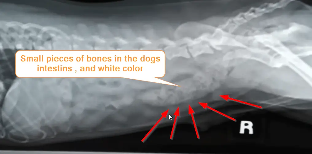 risks of raw chicken bones for dogs