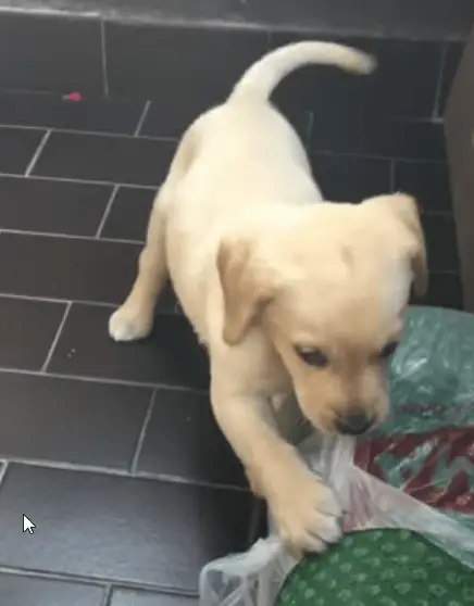 2020 09 05 01 29 57 Labrador Puppy First Day at Home 4K YouTube