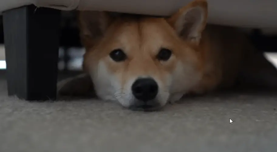 how to get my dog out from under the bed