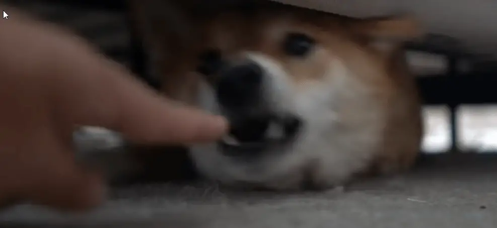 get a dog from under the bed step by step 
