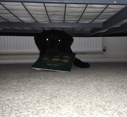 why my dog is hiding under the bed and how to help him stop this bad behaviour