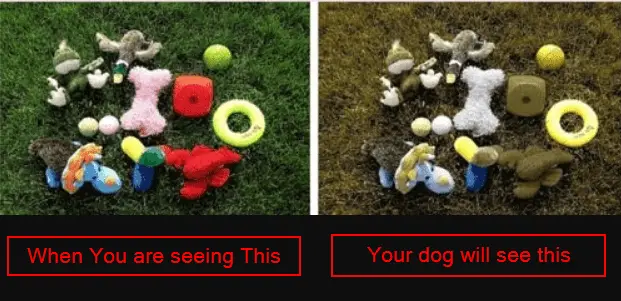 The colors that dogs could see clearly