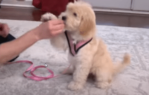 Dog training teach a dog all the tricks he needs