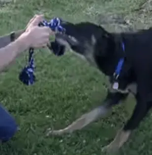 training a dog to play fetch