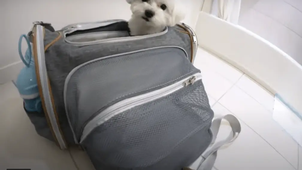 dog travel carrier