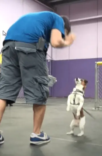 stop your dog from jumping , step by step dog training