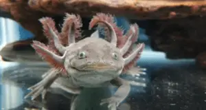 having a pet axolotl