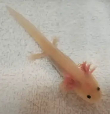 Axolotl As Pets All You Need To Know