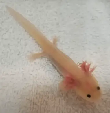 Axolotl As Pets All You Need To Know