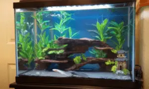 what do axolotls need and tank set up