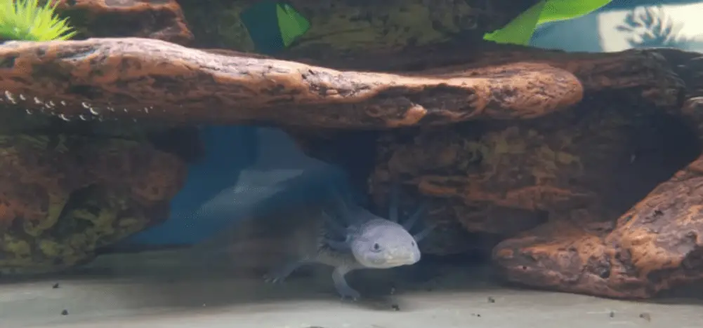 getting an Axolotl as a pet