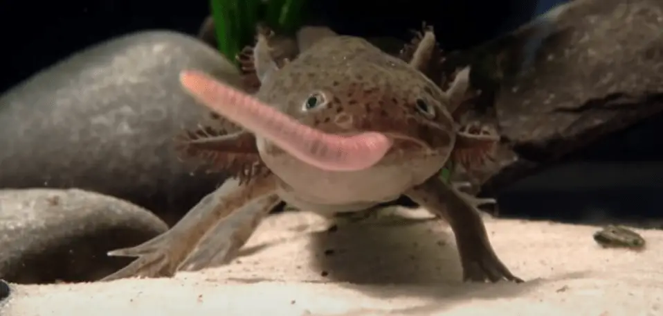 what do axolotls eat ?