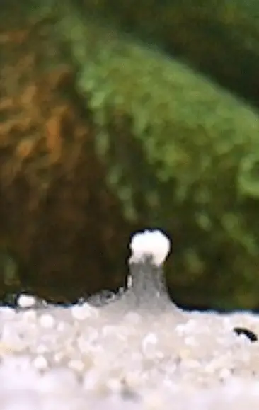 axolotl spermatophore releasing 