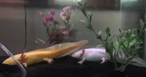 Axolotl breeding for beginners