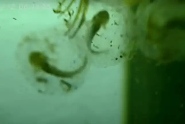 development of axolotl eggs final step before hatching