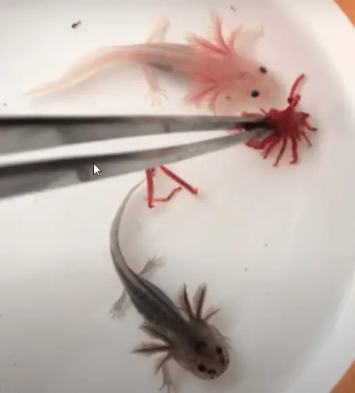 why my axolotl won't eat