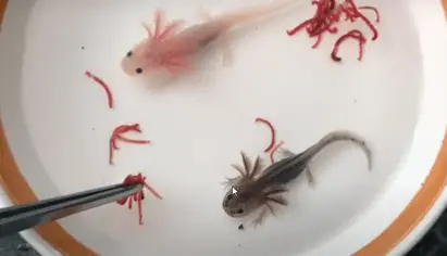 What Do Axolotls Eat Full Guide