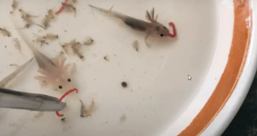 feeding axolotl babies