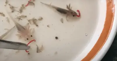 Axolotl Breeding How Do Axolotls Reproduce