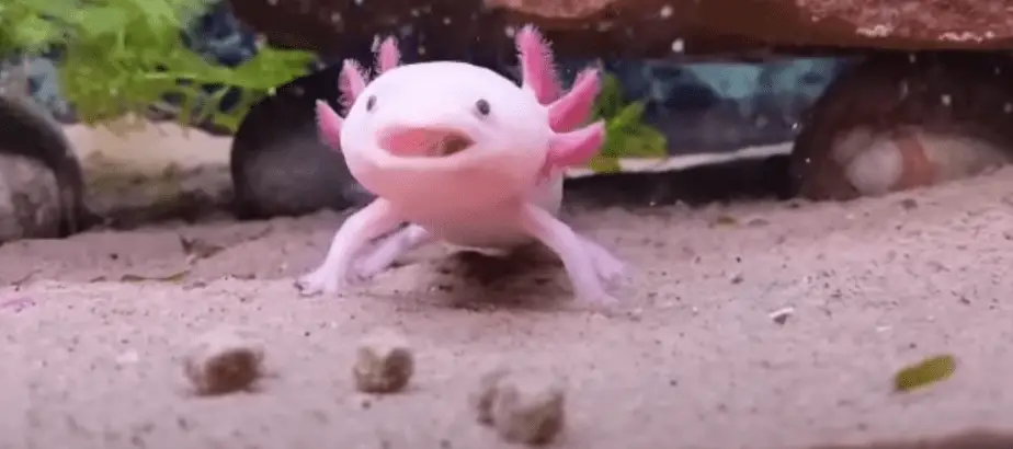 axolotl eating pellets
